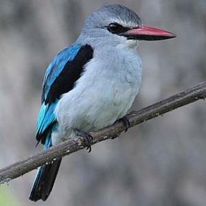 woodland_kingfisher.jpg