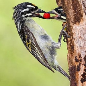 yellow-fronted_tinker_barbet1.jpg