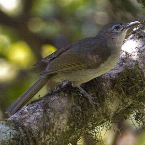 yellow-streaked_bulbul1.jpg