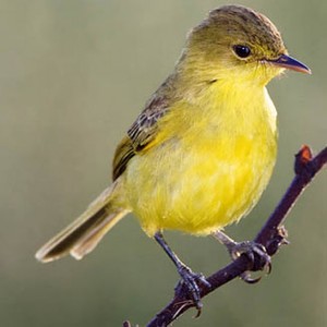 yellow_warbler1.jpg