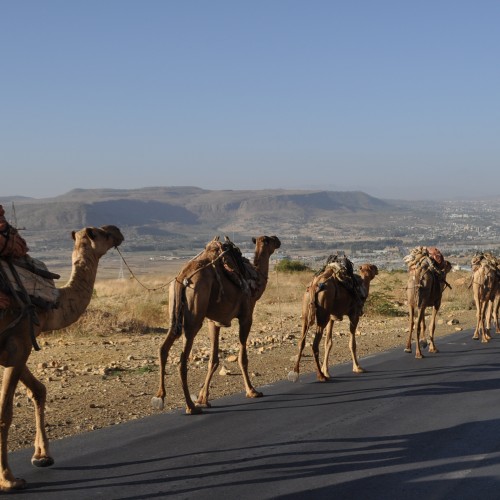 Camals Caravan into Mekele